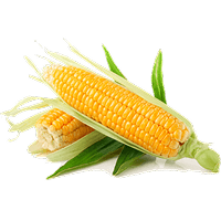 Corn