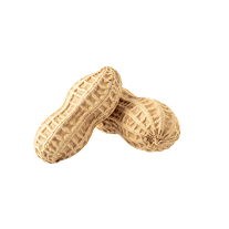Groundnut